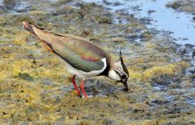 Vanellus vanellus