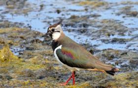 Vanellus vanellus