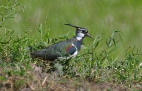 Vanellus vanellus