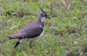 Vanellus vanellus
