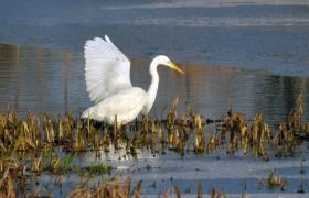 Ardea alba