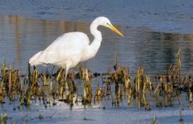 Ardea alba