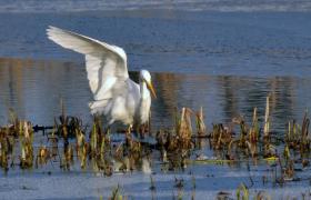 Ardea alba