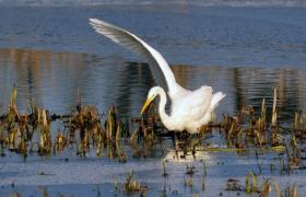Ardea alba