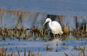 Ardea alba