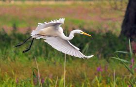 Ardea alba