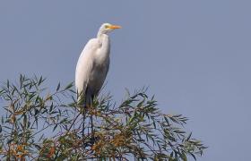 Ardea alba