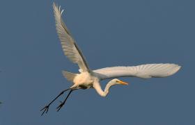 Ardea alba