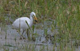 Ardea alba