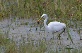 Ardea alba