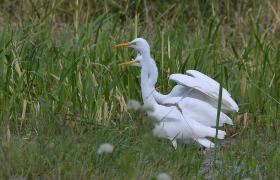 Ardea alba