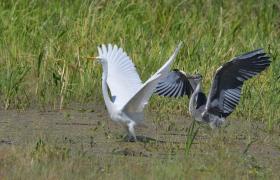 Ardea alba