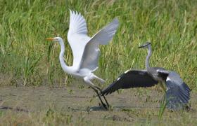 Ardea alba