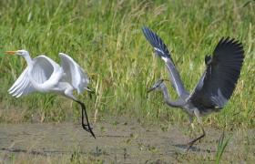 Ardea alba