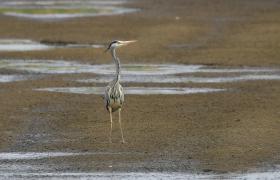 Ardea cinerea