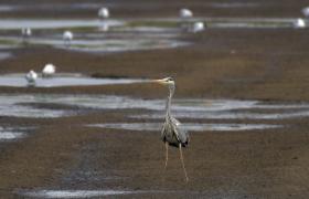Ardea cinerea