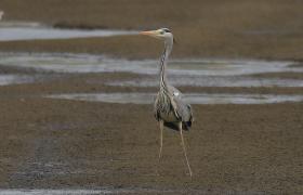 Ardea cinerea