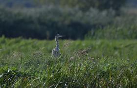 Ardea cinerea