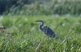 Ardea cinerea