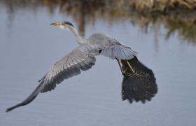 Ardea cinerea