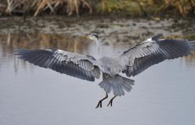 Ardea cinerea