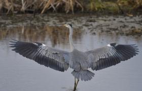 Ardea cinerea