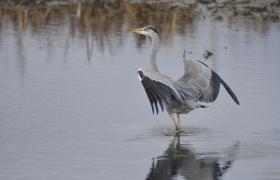 Ardea cinerea
