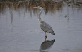 Ardea cinerea