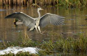 Ardea cinerea
