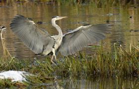 Ardea cinerea