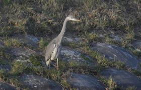Ardea cinerea