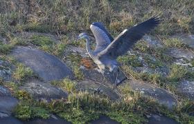Ardea cinerea