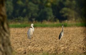 Ardea cinerea