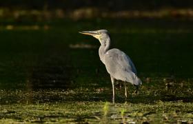 Ardea cinerea