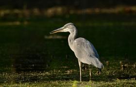 Ardea cinerea