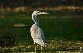 Ardea cinerea