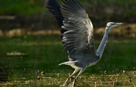 Ardea cinerea