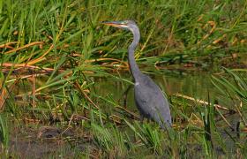 Ardea cinerea