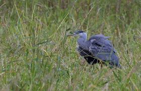 Ardea cinerea