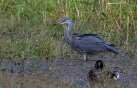 Ardea cinerea
