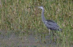 Ardea cinerea