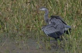 Ardea cinerea