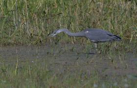 Ardea cinerea
