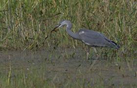 Ardea cinerea