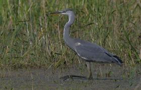 Ardea cinerea