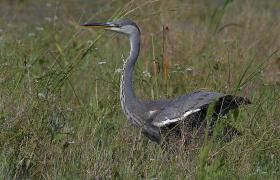 Ardea cinerea