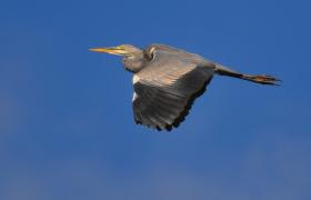 Ardea cinerea