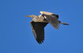 Ardea cinerea