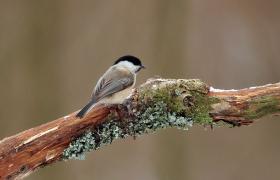 Poecile montanus