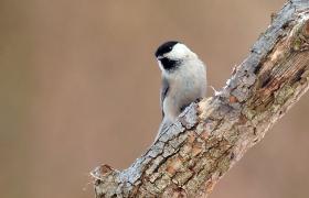 Poecile montanus